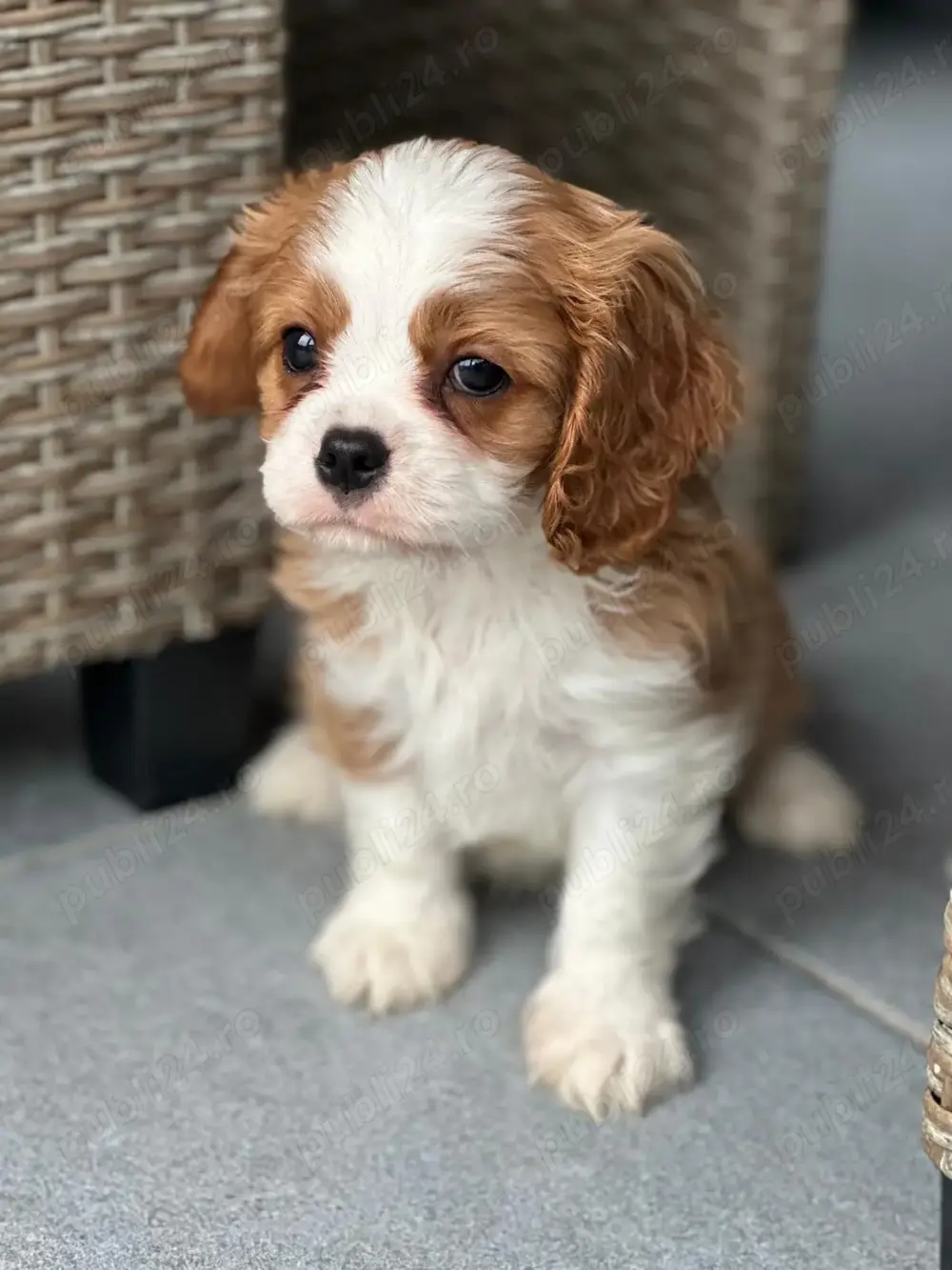 Cavalier King Charles Spaniel cu teste genetice din parinti campioni