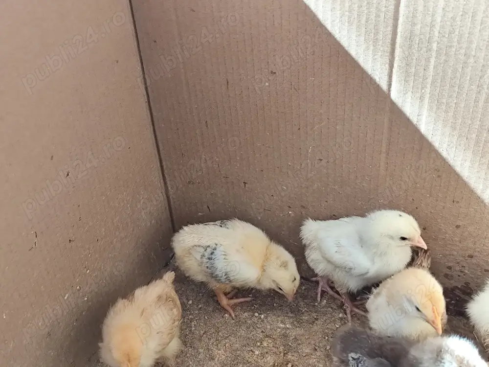 Vând pui de găină 