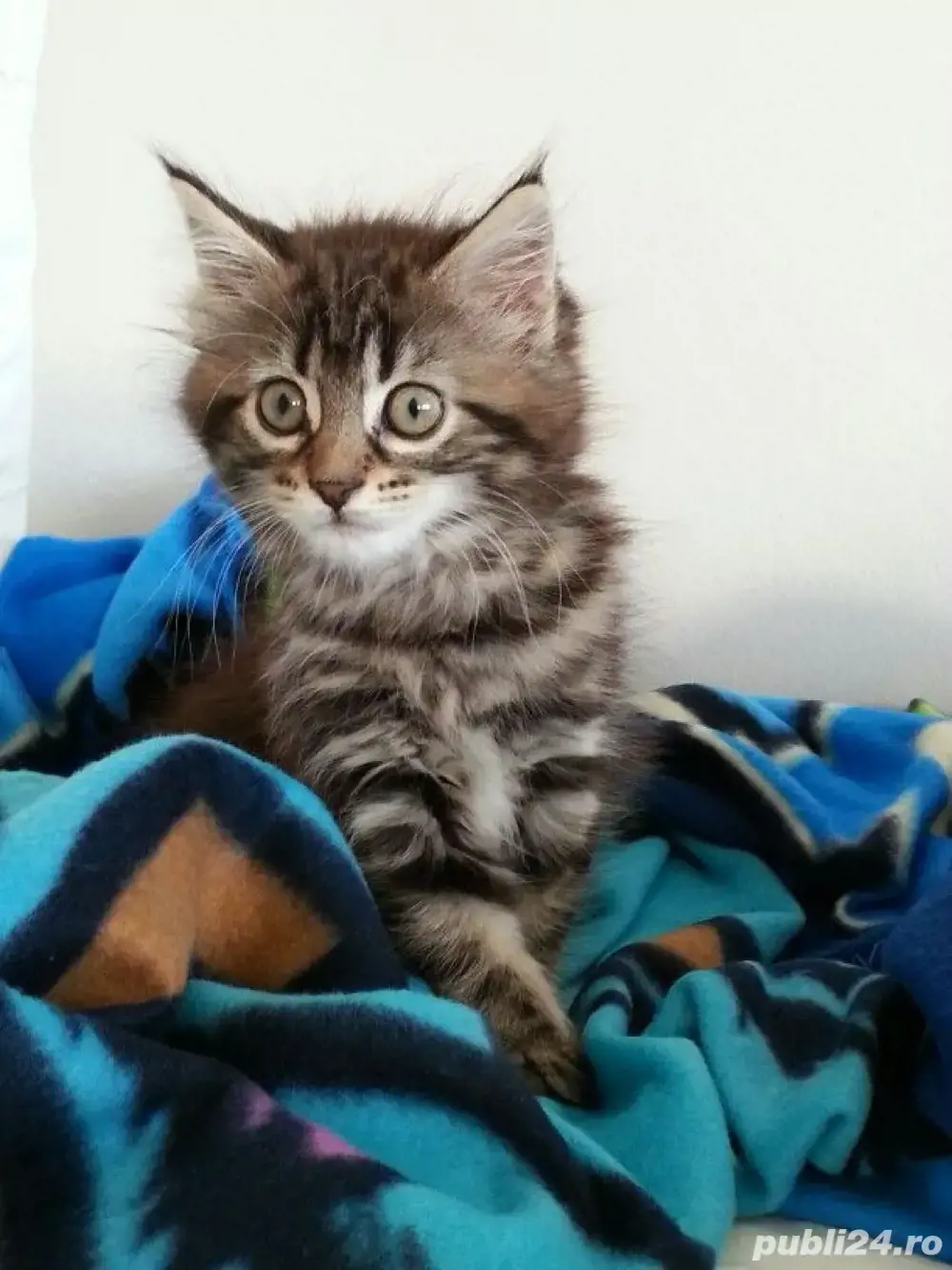 Norvegiana de padure pui 