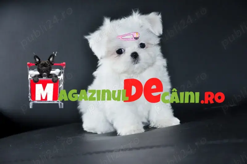 Bichon Maltez Alb Talie Mica cu Factura,carnet,microcip,pasaport, inregistrare- livrare la Bucuresti
