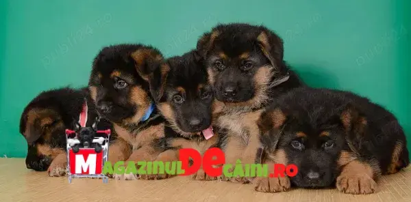 Ciobanesc German de Vanzare-German Shepherd- carnet,vaccin,microcip,pasaport-livrare la Bucuresti