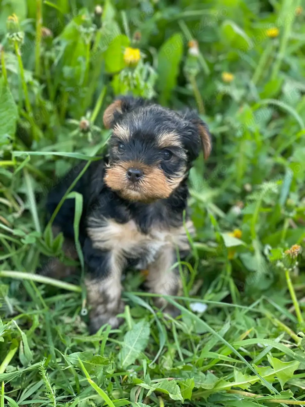Cătelusi yorkshire terrier