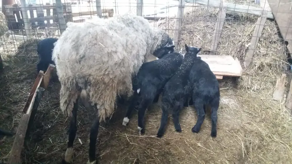 Vand oi Romanov si Capre Saanen Vand oi Romanov si Capre Saanen