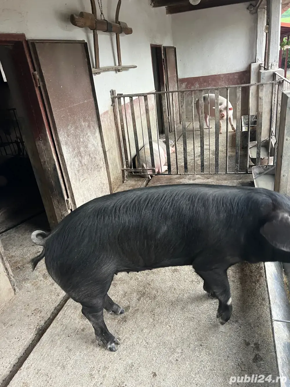 vand porc  F vand porc  F