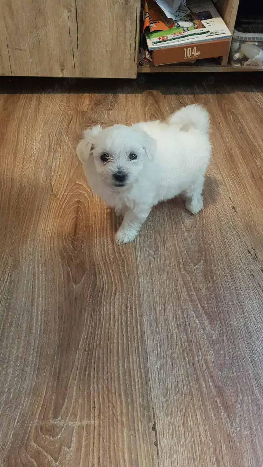 Fetiță alba bichon maltez