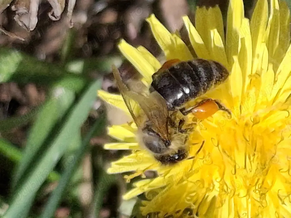 Vând 10 familii de albine. Jud. Bacau Slanic-Moldova 
