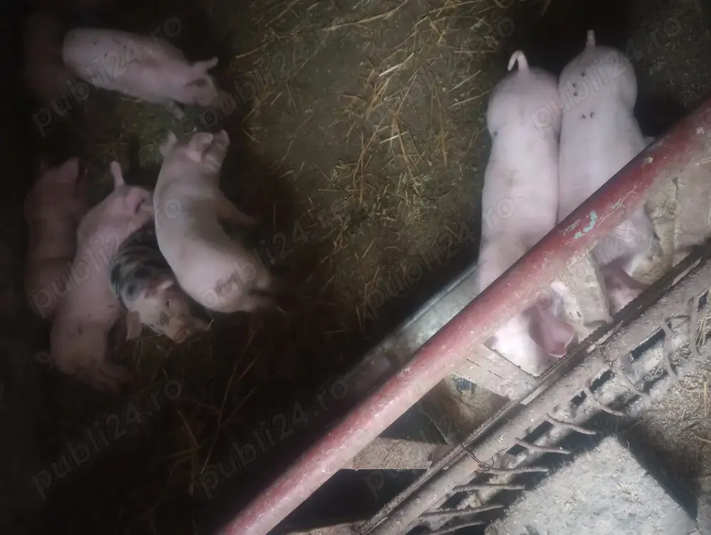 Purcei de vânzare Purcei de vânzare