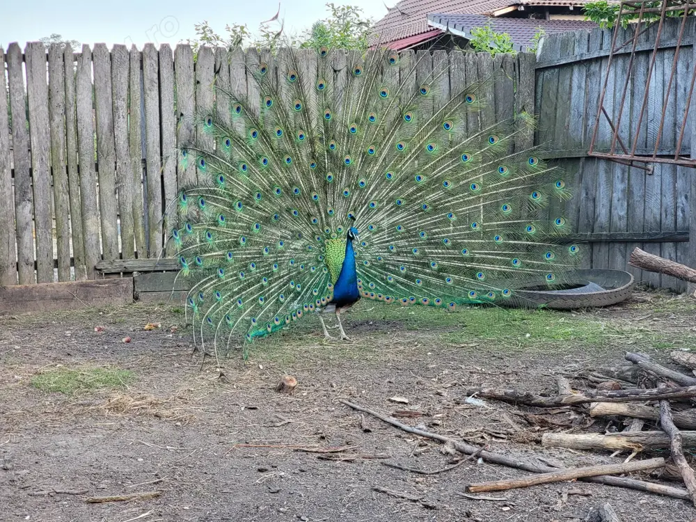 Pereche păuni maturi reproducători
