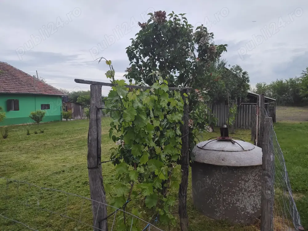 Teren intravilan - livada pomi fructiferi 