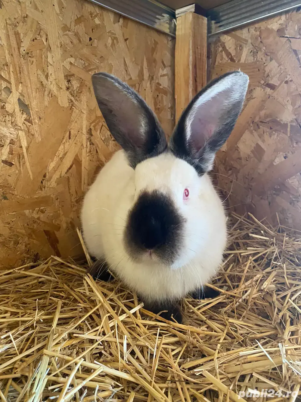 iepuri californian iepuri californian