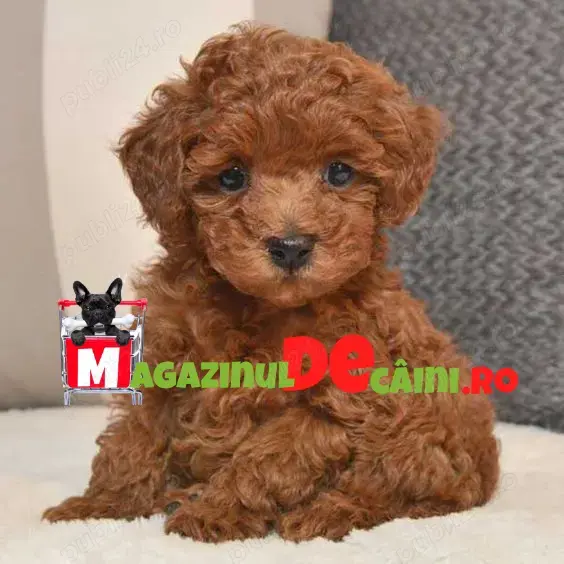 Cumpara legal catei Caniche Pitic Pudel TOY cu factura,Carnet,Inregistrare-Livrare la Cluj Napoca