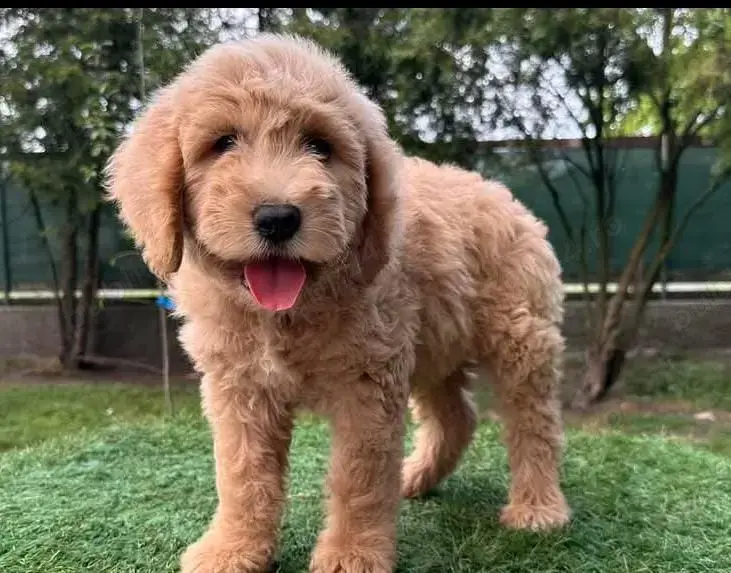 Vând pui de goldendoodle Vând pui de goldendoodle