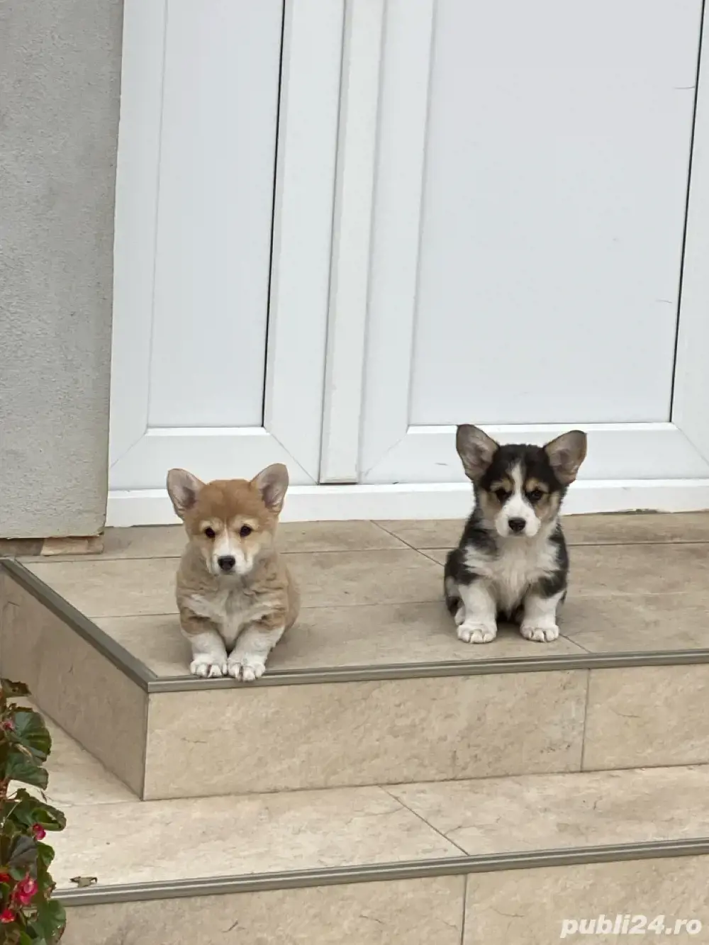 Catei Pembroke Corgi