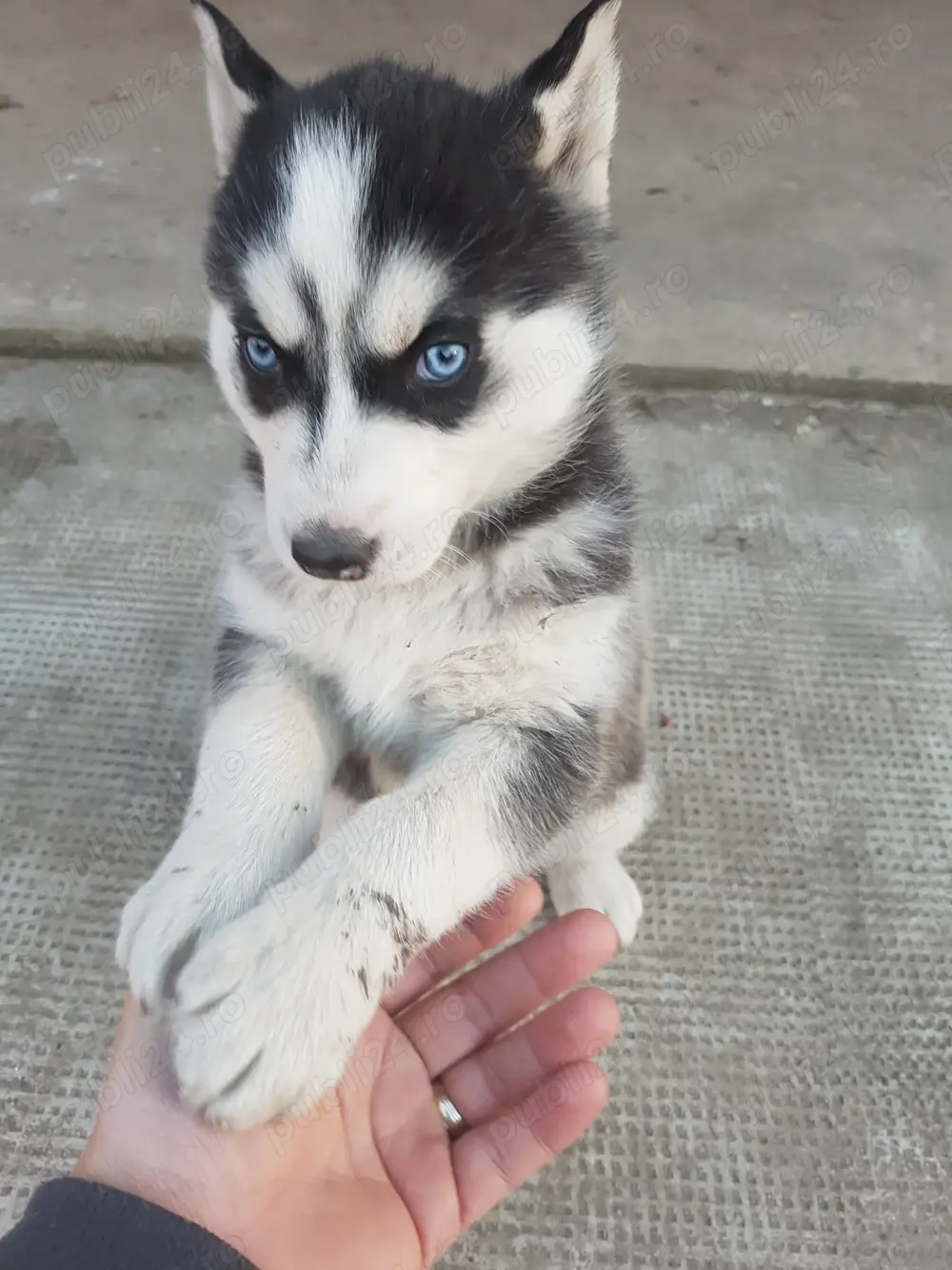 Vand catel rasa Husky Siberian