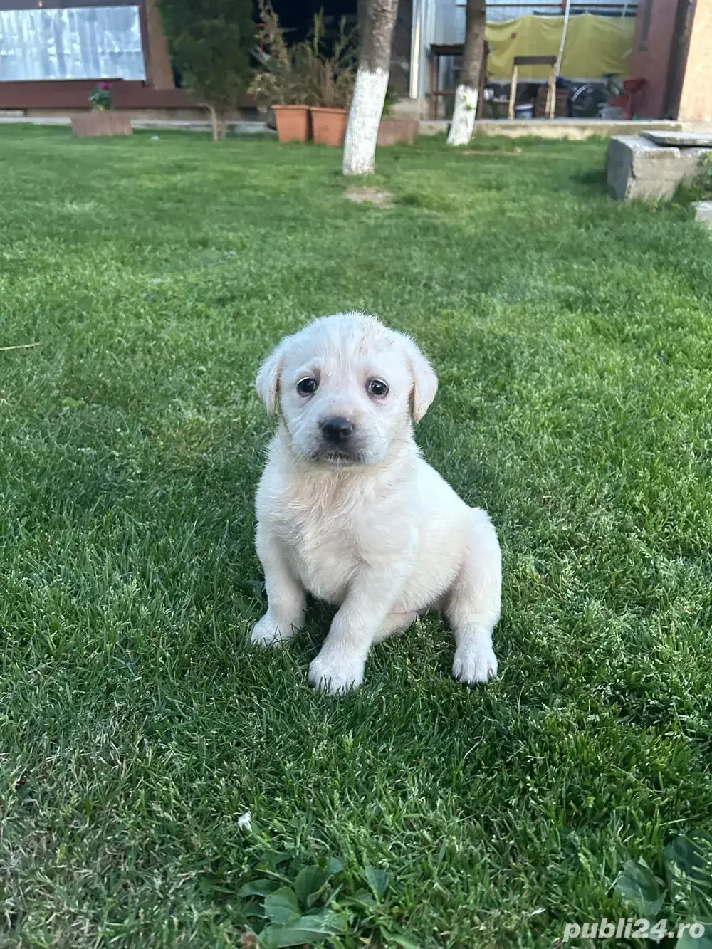 vand labrador retrieveri