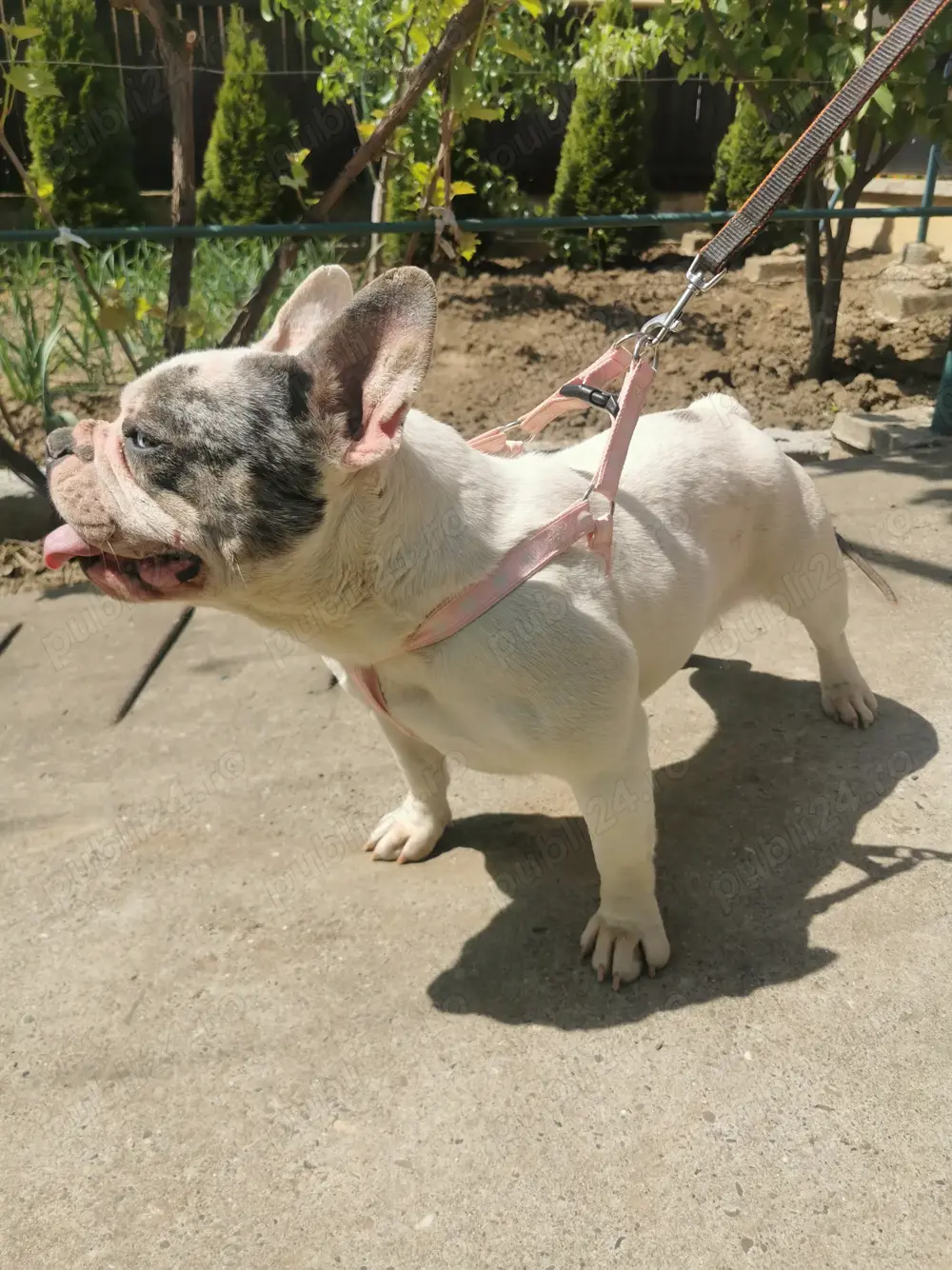 Buldog francez femela