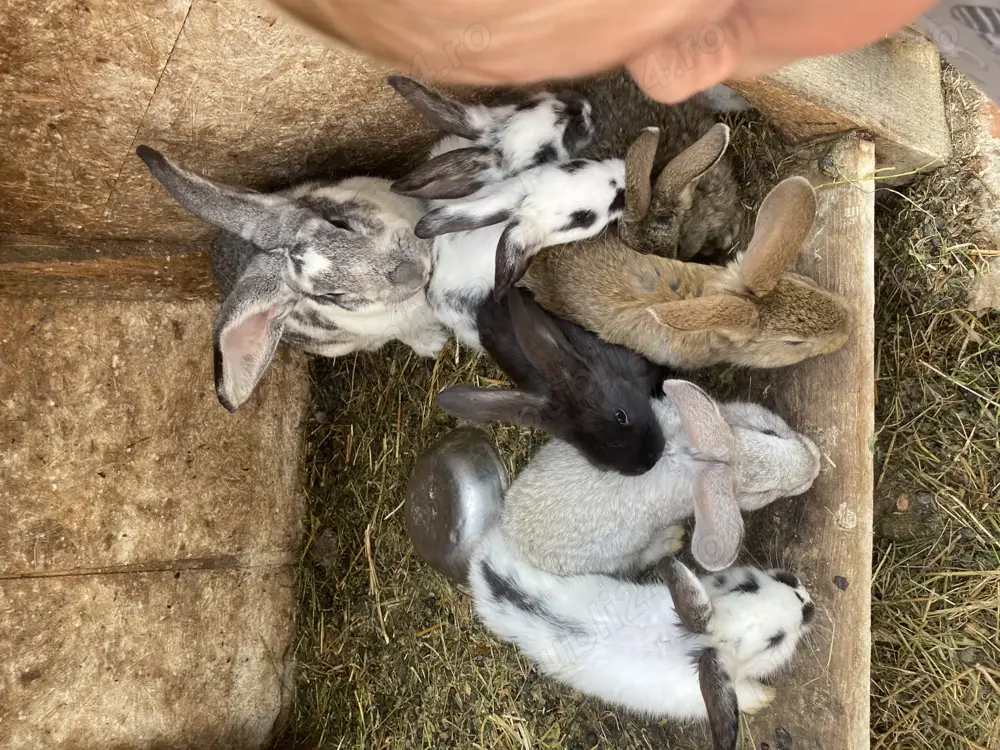 Vând iepuri și pui de iepuri 
