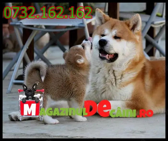 HRANA GRATUITA-Rezerva acum un Akita Inu cu Factura,Carnet,Microcip,Inregistrare-Livrare la Pitesti