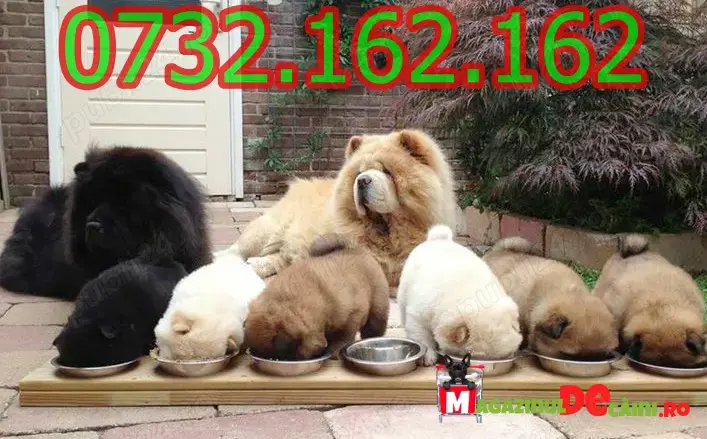 Cumpara legal catei Chow Chow cu Factura,Carnet,Microcip,Garantie-Livrare personala la Pitesti