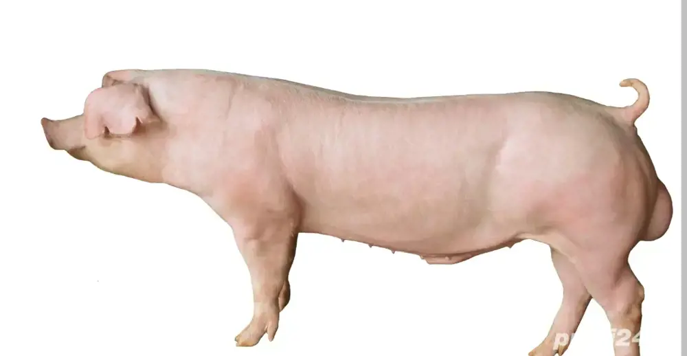 Monta Material Seminal Vieri Landrace, Marele Alb ,Pic Performer  Monta Material Seminal Vieri Landrace, Marele Alb ,Pic Performer