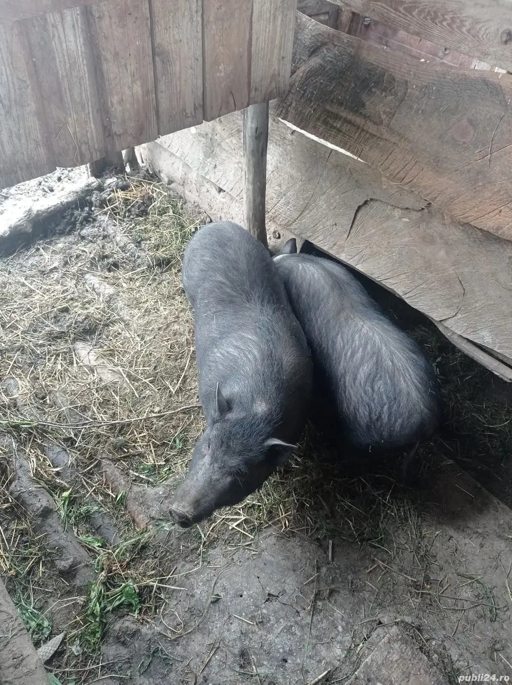 vând porc vietnamez gras vând porc vietnamez gras