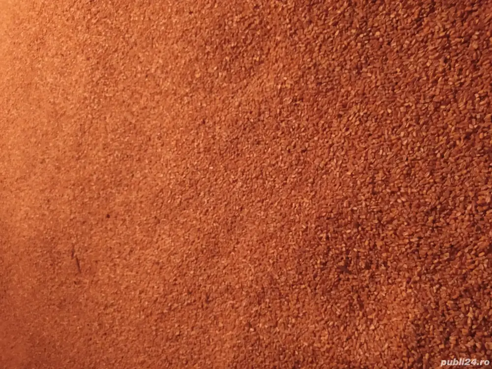 porumb romanesc 2025