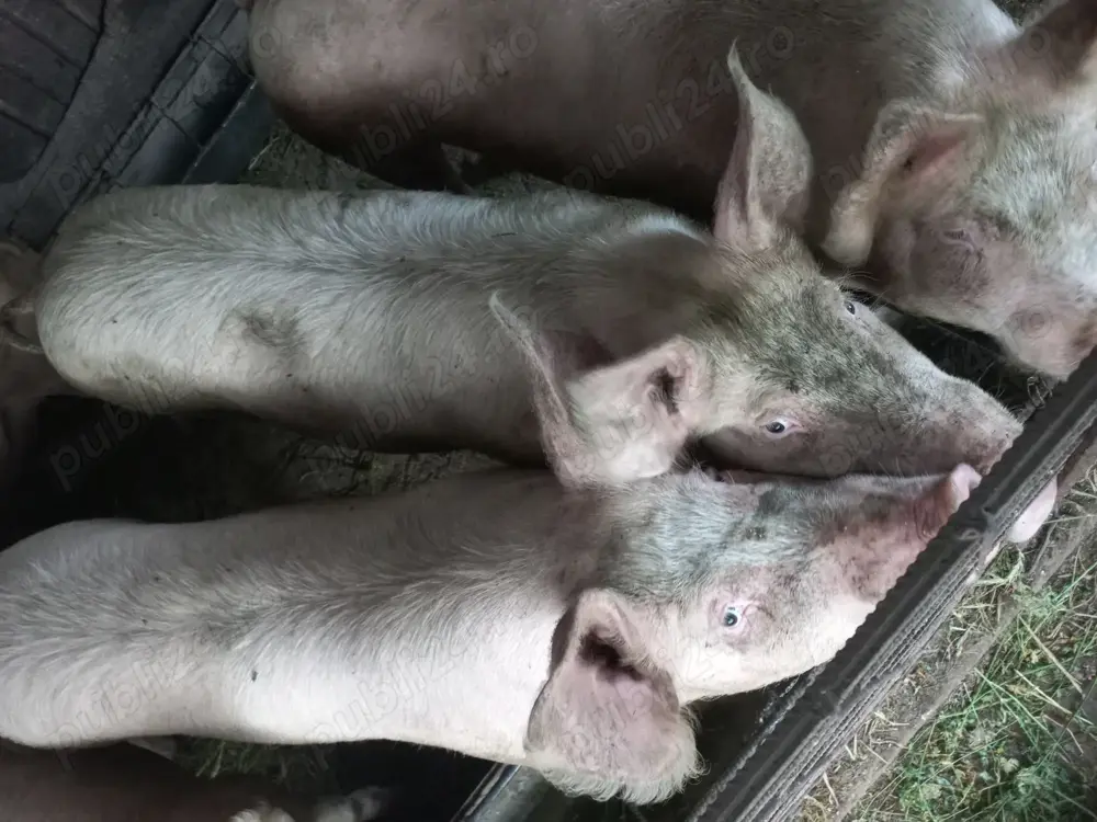 Vânzări porci crescuți in gospodărie  Vânzări porci crescuți in gospodărie