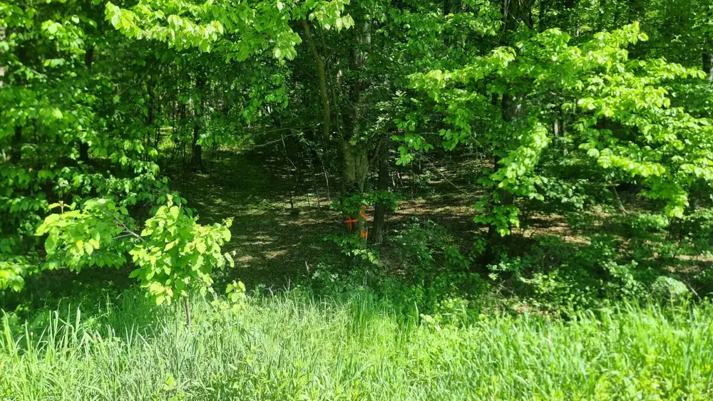 Vand 3600 mp padure, in Bascov, zona Uiasca