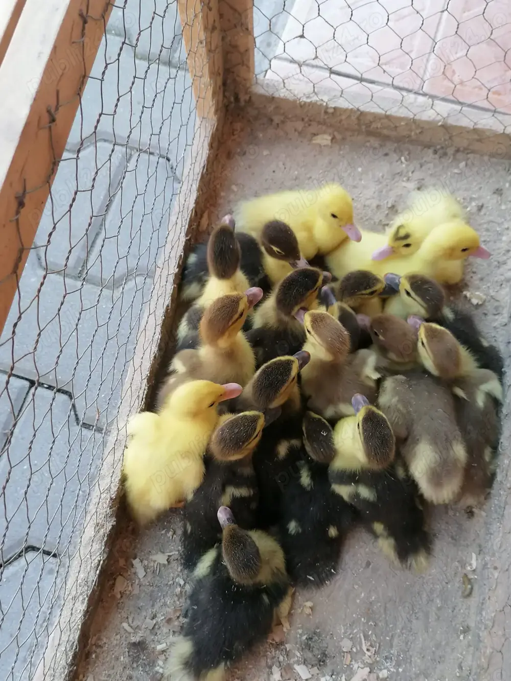 Vând boboci de rața mută