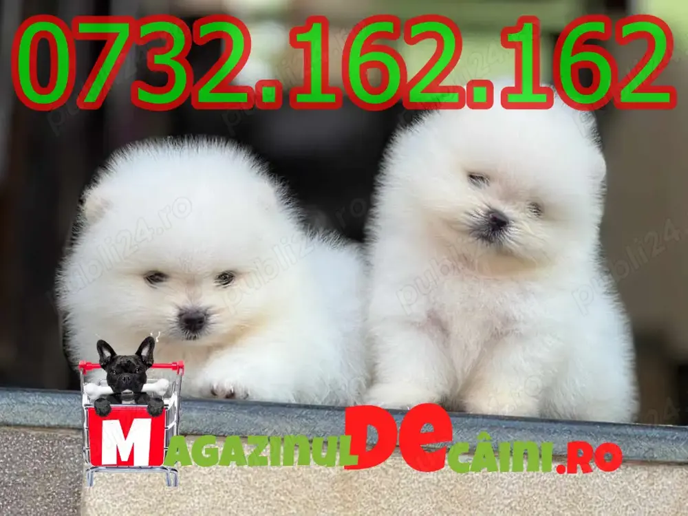 Cumpara legal catei Pomeranian cu FACTURA,Garantie,Carnet,Microcip,Inregistrare-Livrare la Focsani