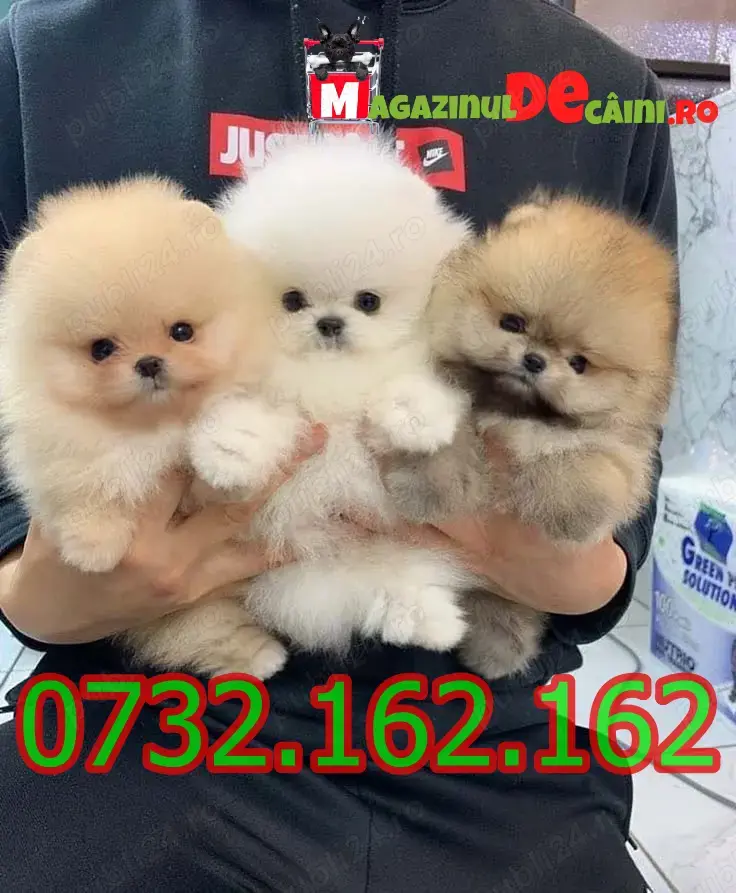 Cumpara legal catei Pomeranian Mini cu Factura,Pasaport, Microcip + - Pedigree-Livrare la Iasi