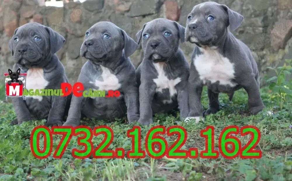 HRANA+LIVRARE la Bucuresti-Cumpără legal catei Amstaff Blue cu Factura,microcip,Garantie