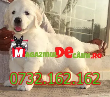 Cumpara legal catei Golden Retriever cu Factura,Carnet,Microcip,Garantie+Livrare personala