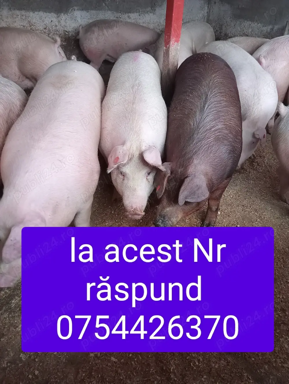 Porci pentru Crăciun 