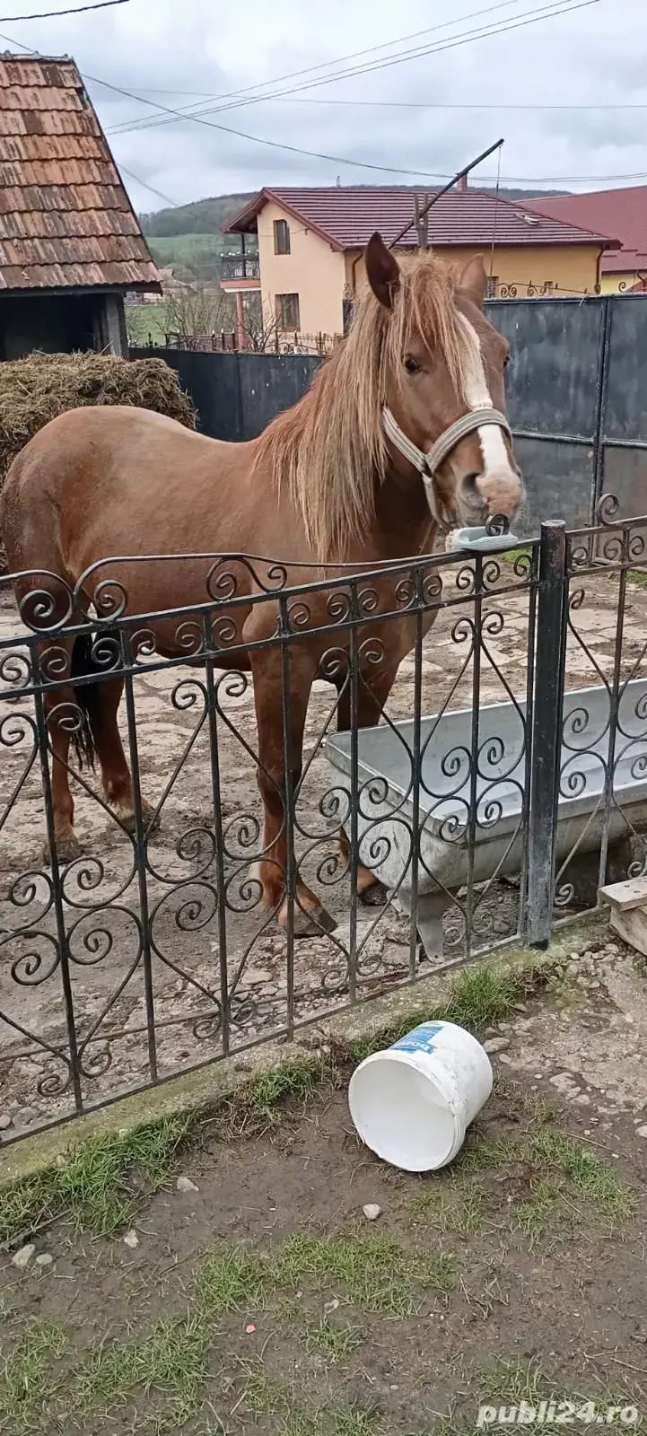 Vând mânz 2,5 ani, armăsar. 