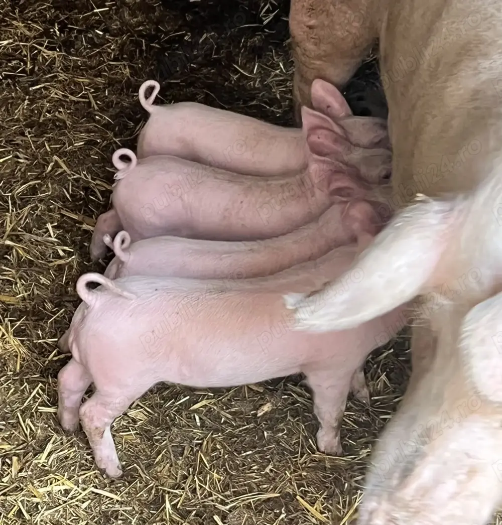 Vand purcei  de carne Vand purcei  de carne