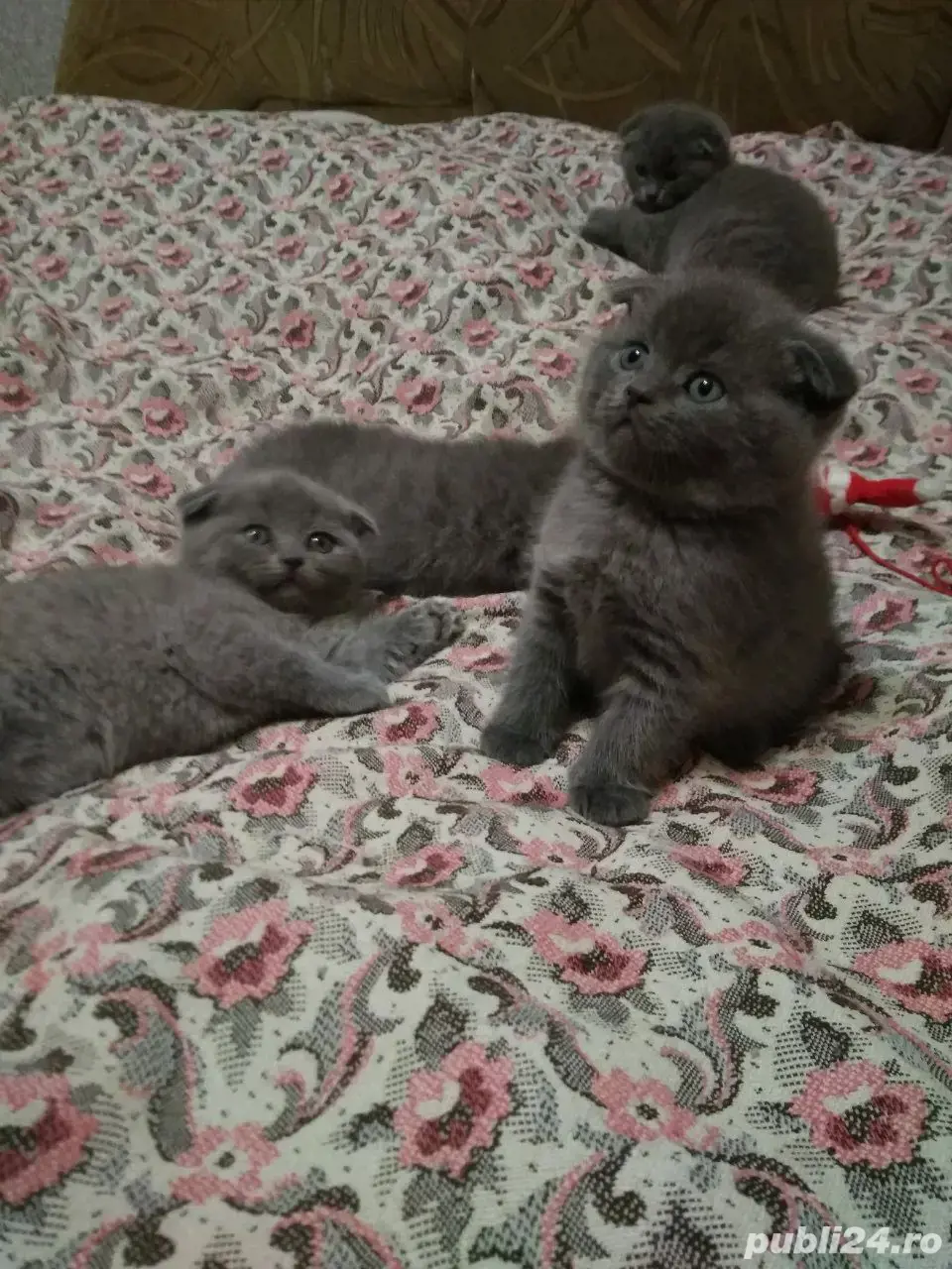 pui pisica scottish fold,asigur transport!