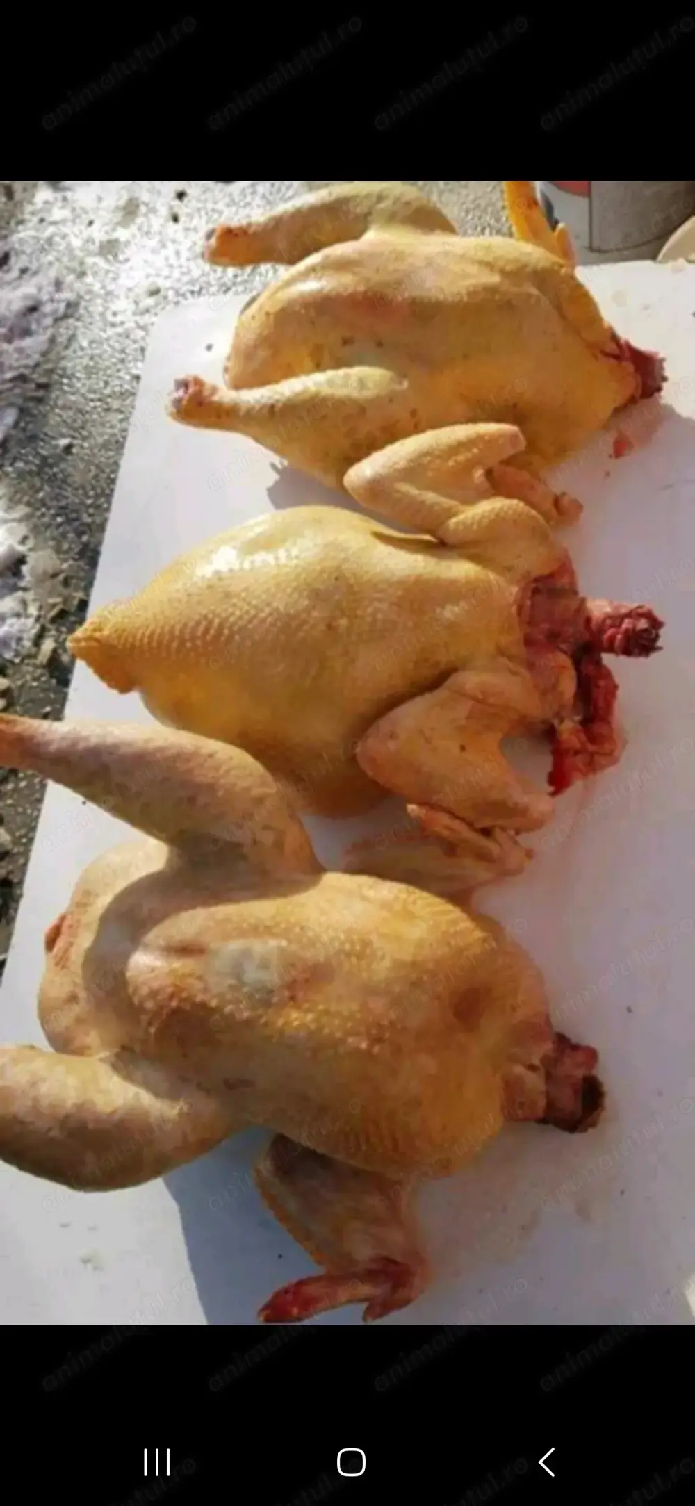 Vând păsări de curte taiete 