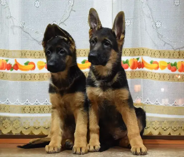 Ciobănesc German - genetică pură - părinți arbitrați 