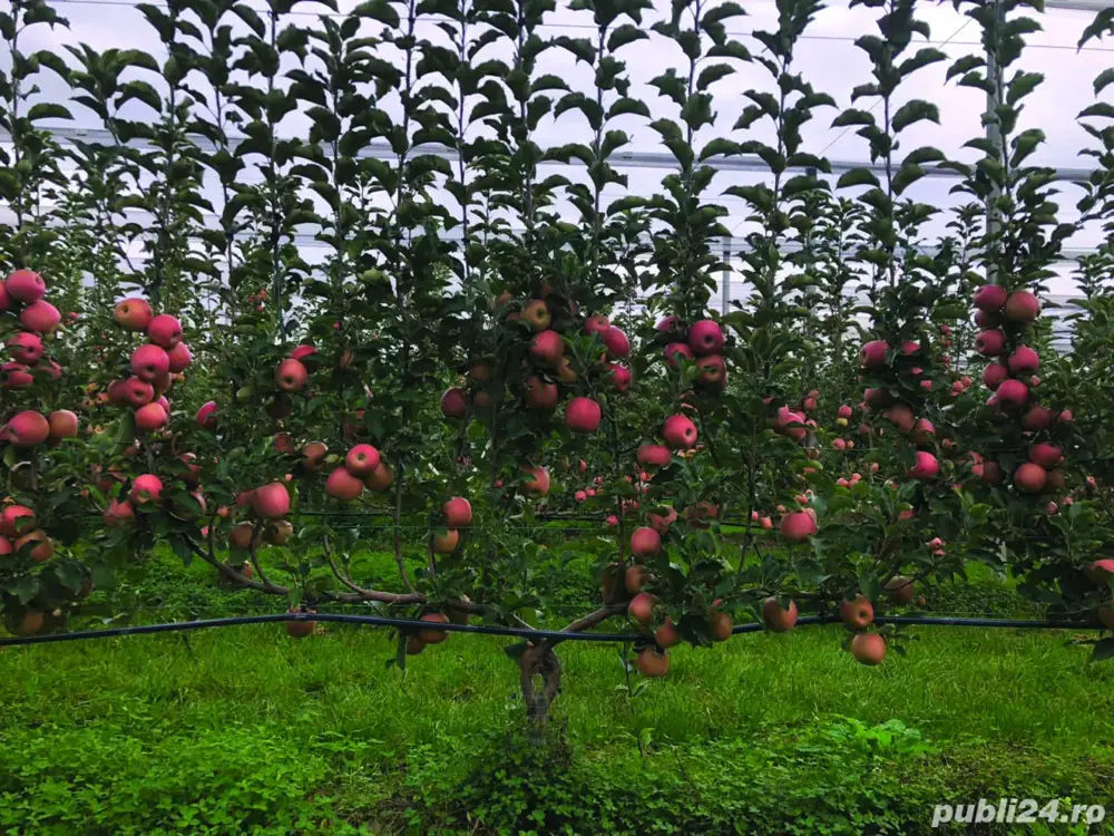 La sortat de mere in Italia zona Verona 