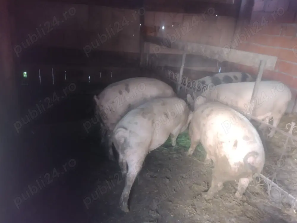 Grăsune de vanzare Grăsune de vanzare