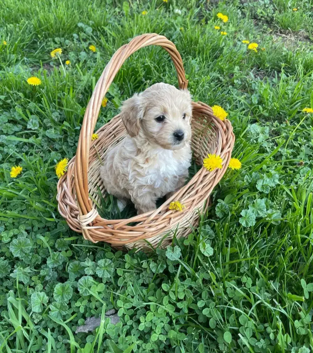 Barboncino mini toy disponibili acum. Asigur transport Barboncino mini toy disponibili acum. Asigur transport