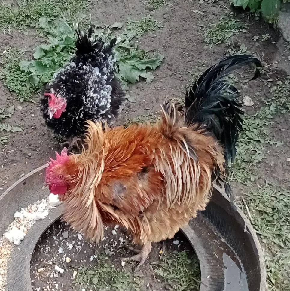 pereche gaini frezate pereche gaini frezate