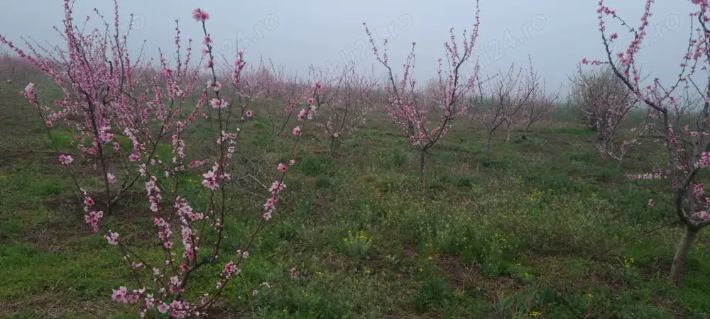 Teren de vanzare 6 hectare 