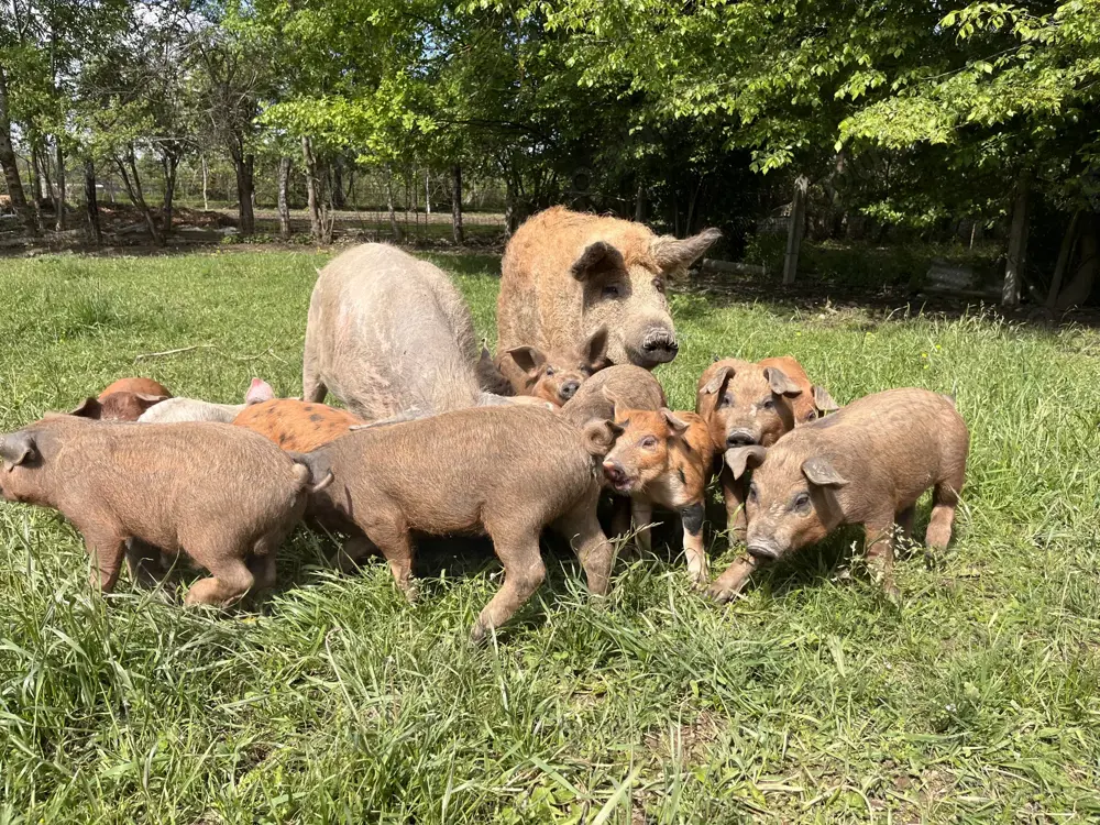 Purcei (mangalița-duroc)