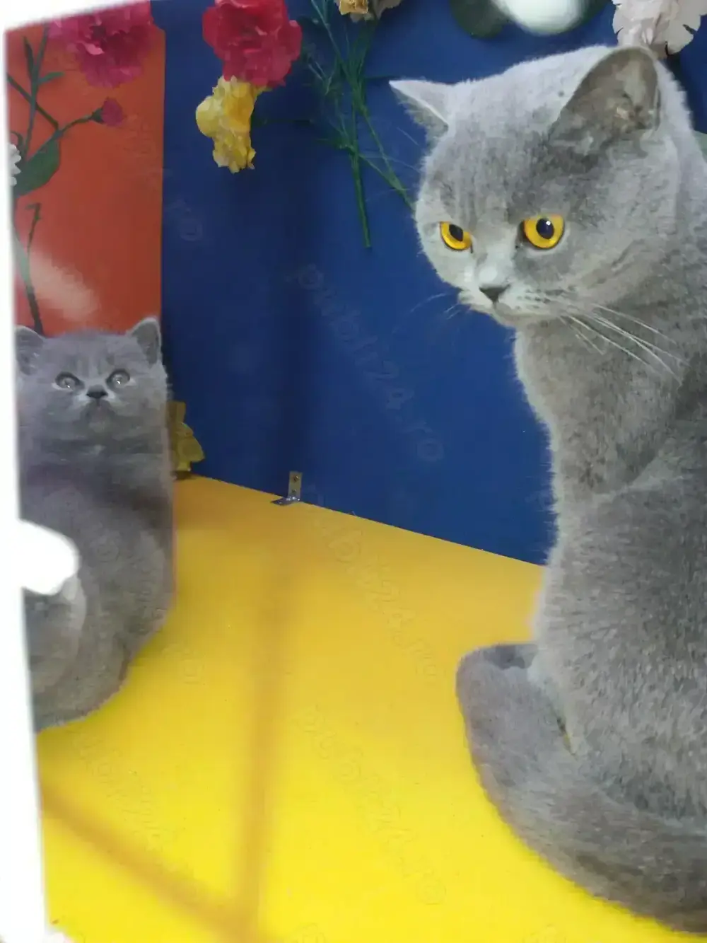 British Shorthair Blue femela