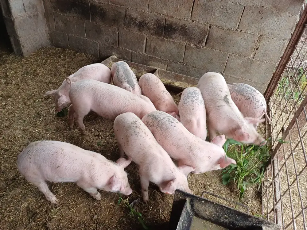 Purcele de vanzare Purcele de vanzare