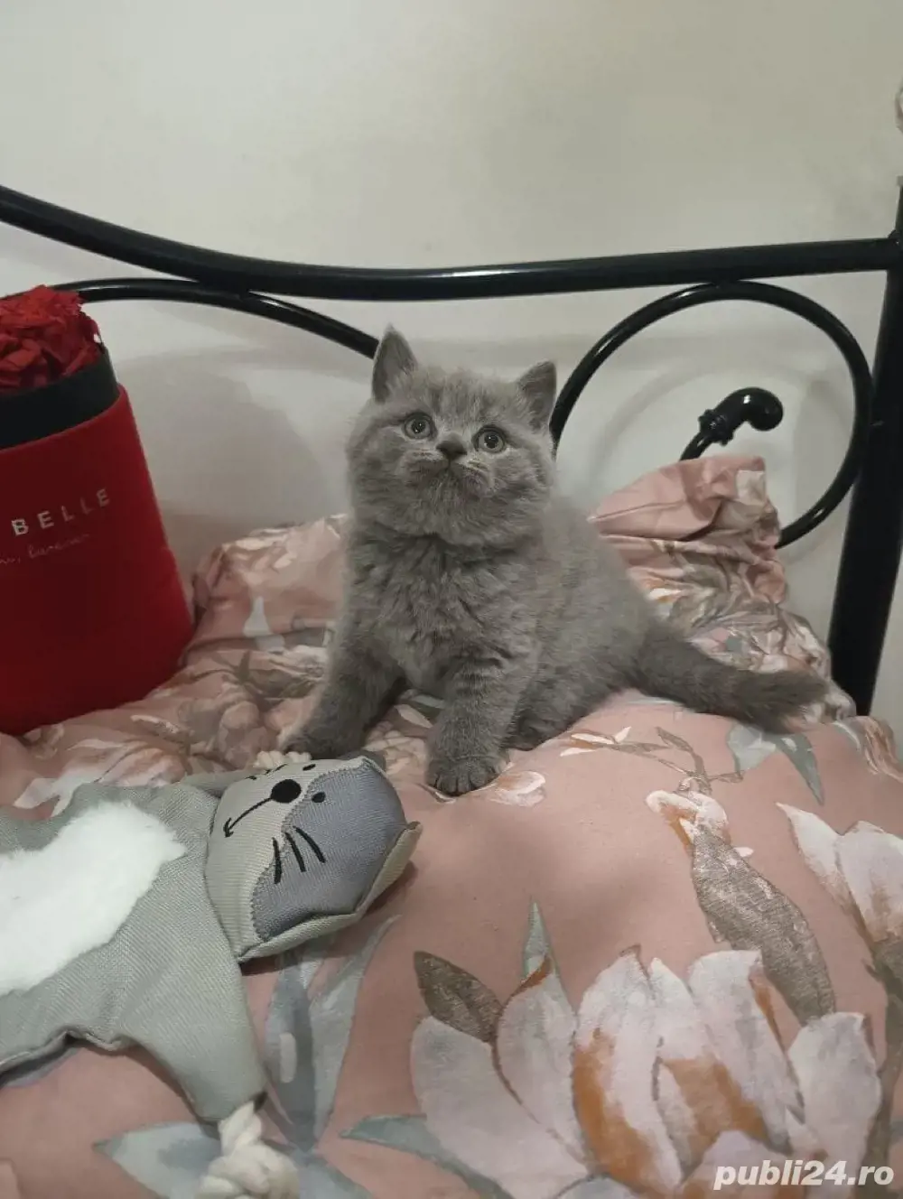 British Shorthair blue 