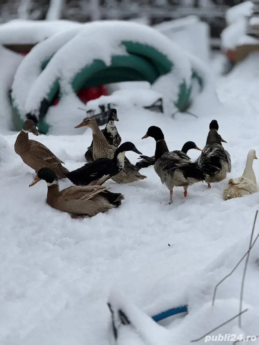 vand rate alergatoare indiena