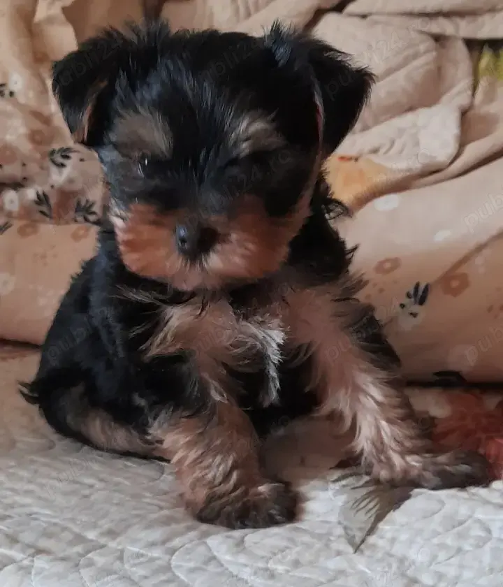 yorkshire teriier rasa pură